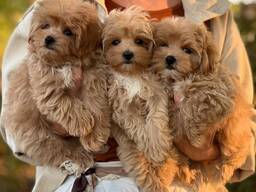 Uimodståelige Maltipoo-Welpen