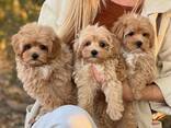 Uimodståelige Maltipoo-Welpen - фото 2