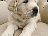 Wunderschöne Golden-Retriever-Welpen abzugeben. Kontaktieren - photo 3