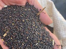 Verkauf von gentechnikfreiem Raps ab 1000 Tonnen