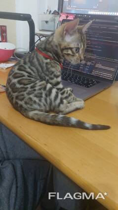 Verkaufe 3 Monate alten Bengalkater