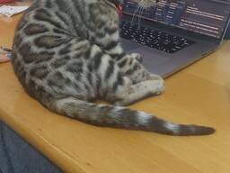 Verkaufe 3 Monate alten Bengalkater