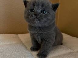 Viehättävä brittiläinen lyhytkarvainen kissanpentu whatsapp: