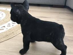 Французского бульдога