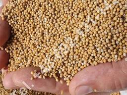 Weiße Senfsaat (Sinapis alba) - Verkauf