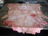 Wet salted cow hid skin/ wet salted cow head skin/dried limed split cow hide skin - фото 2