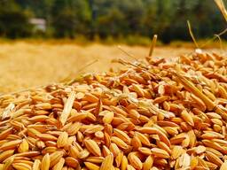 Wheat, barley, corn, raw sunflower
