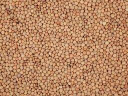 Wir bieten rote und grüne Linsen an.