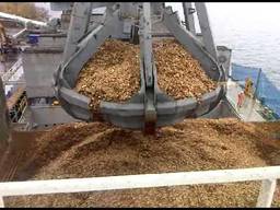 Wood chips for export