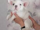 Französische Bulldoggenwelpen zu verkaufen - фото 2