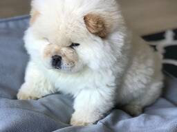 Wunderschöne Beagle-Welpen