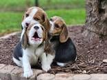 Wunderschöne Beagle-Welpen. - фото 3