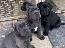 Wunderschöne blaue Cane Corso Welpen