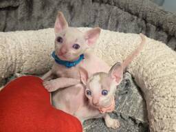 Wunderschöne Cornish Rex kätzchen
