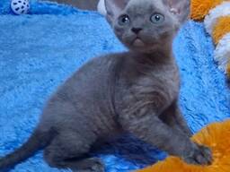 Wunderschöne Devon Rex kätzchen