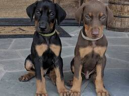 Wunderschöne Dobermannwelpen aus exzellenter Zucht