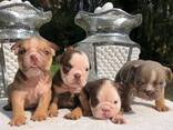 Wunderschöne englische Bulldoggenwelpen. Whatsapp uns unter: - фото 2