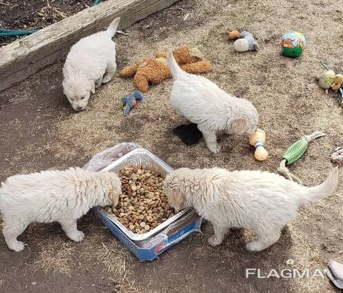 Wunderschöne Golden-Retriever-Welpen.