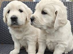 Wunderschöne Golden-Retriever-Welpen abzugeben. Kontaktieren