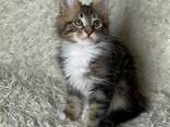 Maine-Coon-Kätzchen - фото 2
