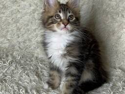 Reinrassige Maine Coons