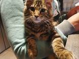 **Wunderschöne Maine-Coon-Kätzchen suchen ein liebevolles Zuhause** - photo 3