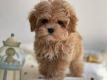 Maltipoo-Welpen - фото 3