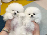 Wunderschöne Pomeranian Welpen Bereit - фото 2