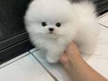 Wunderschöne Pomeranian Welpen Bereit - фото 3