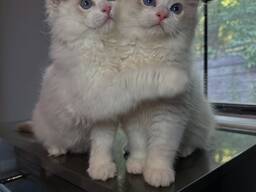 Wunderschöne Ragdoll-Kätzchen abzugeben!