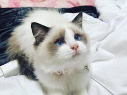Wunderschöne Ragdoll-Kätzchen (Flash Point) abgabebereit