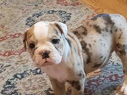 Englische Bulldogge