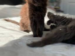 Wunderschöne schwarz-braune Maine-Coon-Kätzchen (männlich und weiblich) suchen ein liebevo