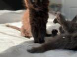Wunderschöne schwarz-braune Maine-Coon-Kätzchen (männlich und weiblich) suchen ein liebevo - фото 3