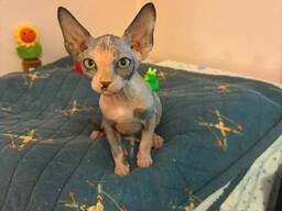 Wunderschöne Sphynx-Kätzchen zu verkaufen