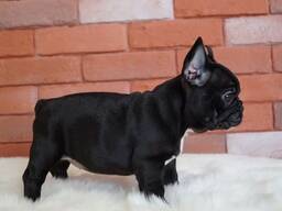 Wunderschöne Welpen der Französischen Bulldogge zu verkaufen