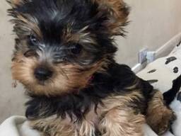 Щенки йоркширского терьера ищут новый дом