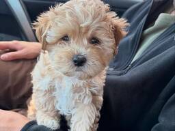 Wunderschöner Wurf apricotfarbener Maltipoo-Welpen