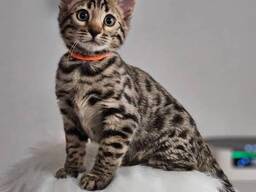 Wunderschöner Wurf halb-bengalischer Kätzchen