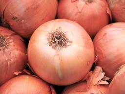 Yellow and Red onions