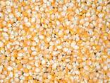 Yellow corn non gmo - photo 1