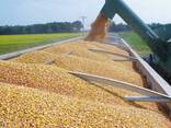 Yellow corn non gmo - photo 3