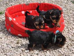 Yorkshire Terrier 12 Wochen mit Papieren