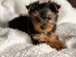 Wunderschöne Yorkshire-Terrier-Welpen