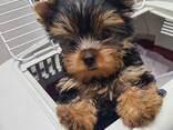 Yorkshire-Terrier-Welpen aus liebevoller Familienaufzucht - фото 1