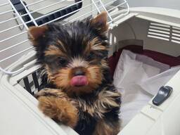 Yorkshire-Terrier-Welpen aus liebevoller Familienaufzucht