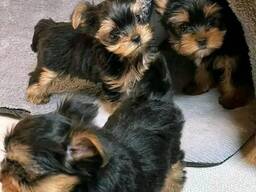 Yorkshire Terrier Welpen.
