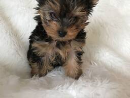 Yorkshire-Terrier-Welpen