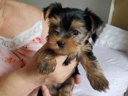 Wunderschöne Yorkshire Terrier Mini-Welpen. Reinrassig,