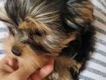 Wunderschöne Yorkshire Terrier Mini-Welpen. Reinrassig, - фото 3
